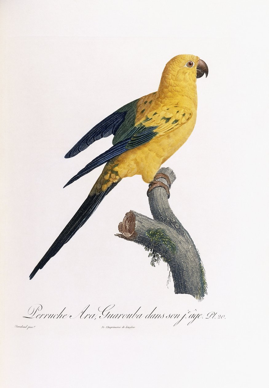 Golden Andulka, Ara Guarouba, v raném věku od Jacques Barraband