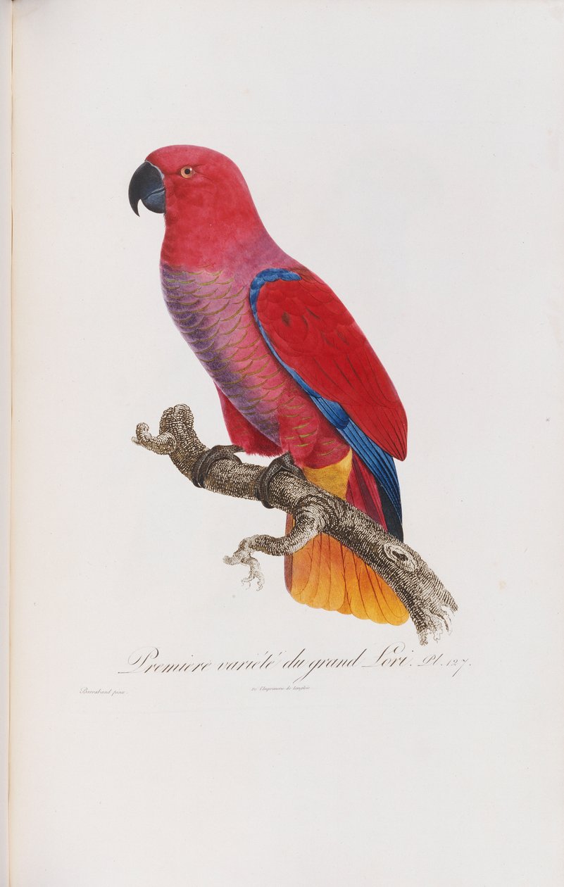 Premiere variete du Grand Lori, ryl Langlois, c.1801-05 od Jacques Barraband