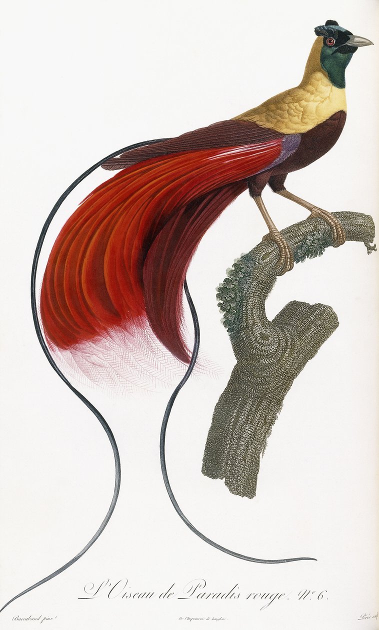 Red Bird of Paradise od Jacques Barraband