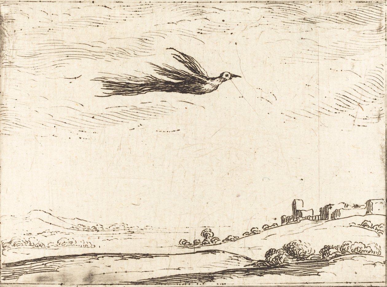 Bird of Paradise. od Jacques Callot