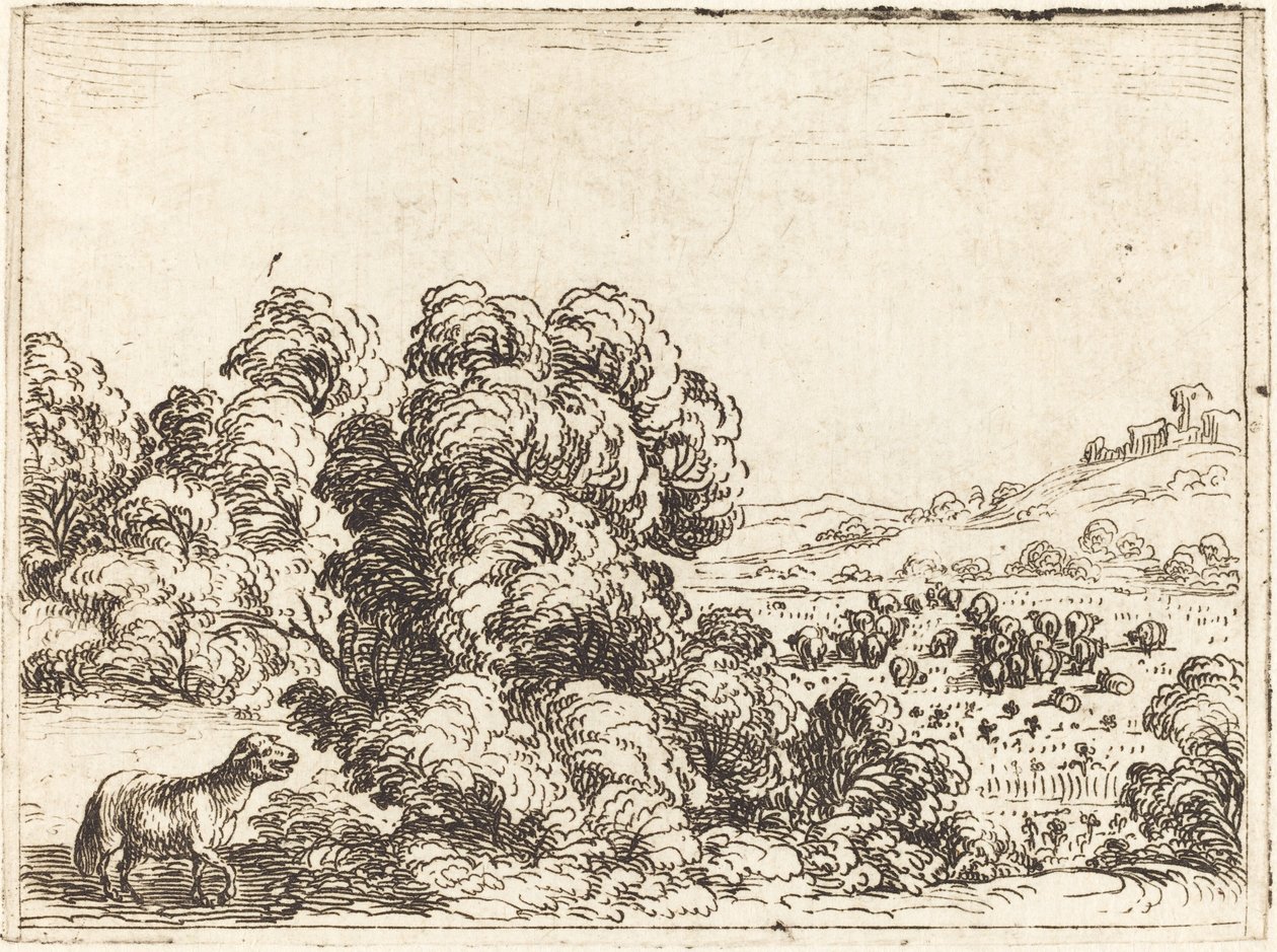 Ovce Volání Jehně od Jacques Callot