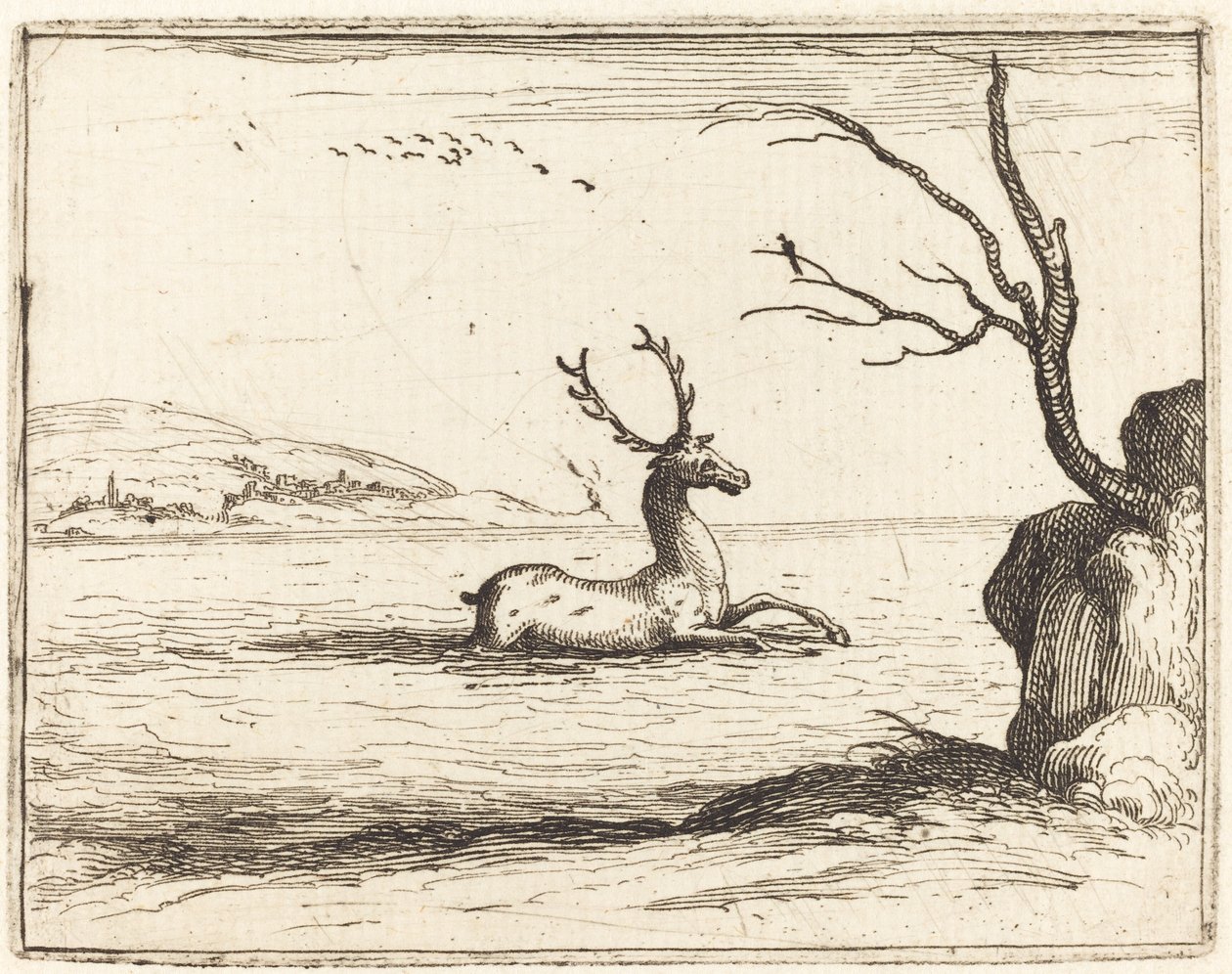 Jelen ve vodě od Jacques Callot