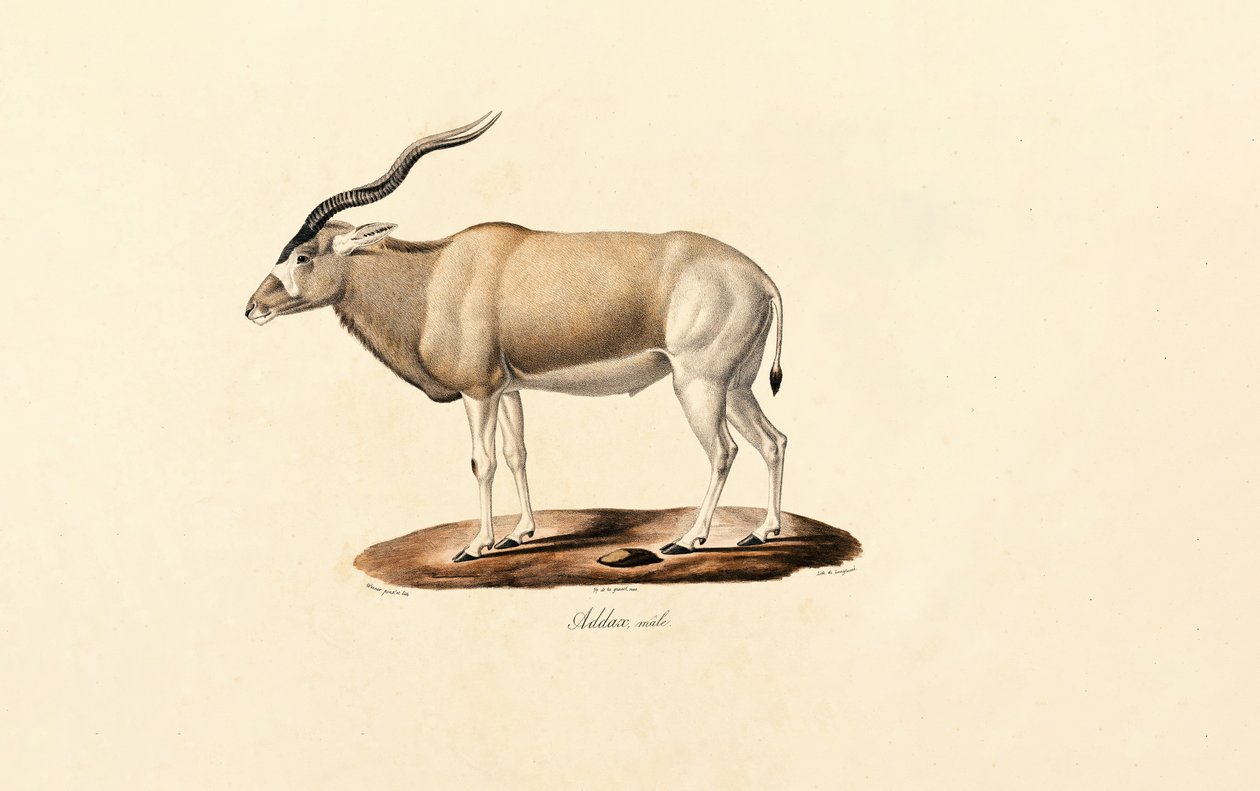 Antilopa Addax od Jacques Christophe Werner