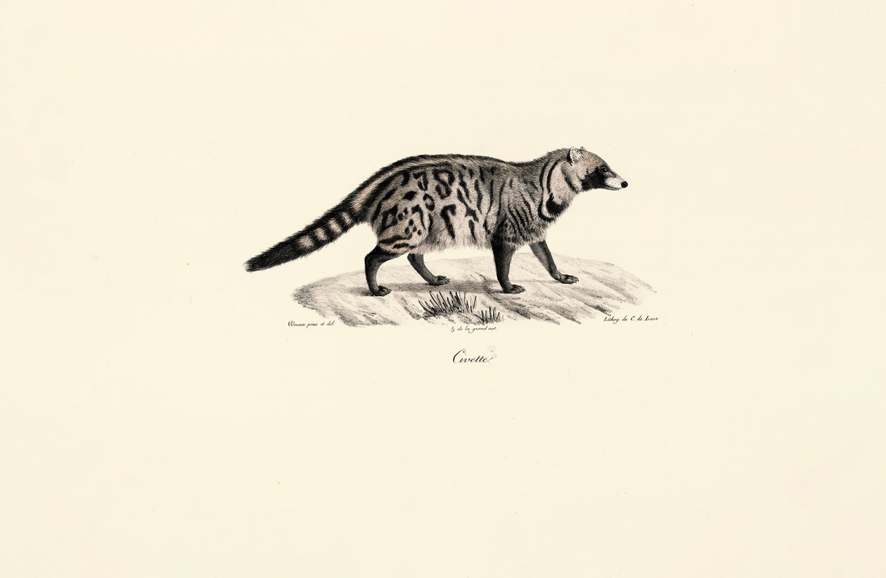 Civet africký (Civettictis civetta) od Jacques Christophe Werner
