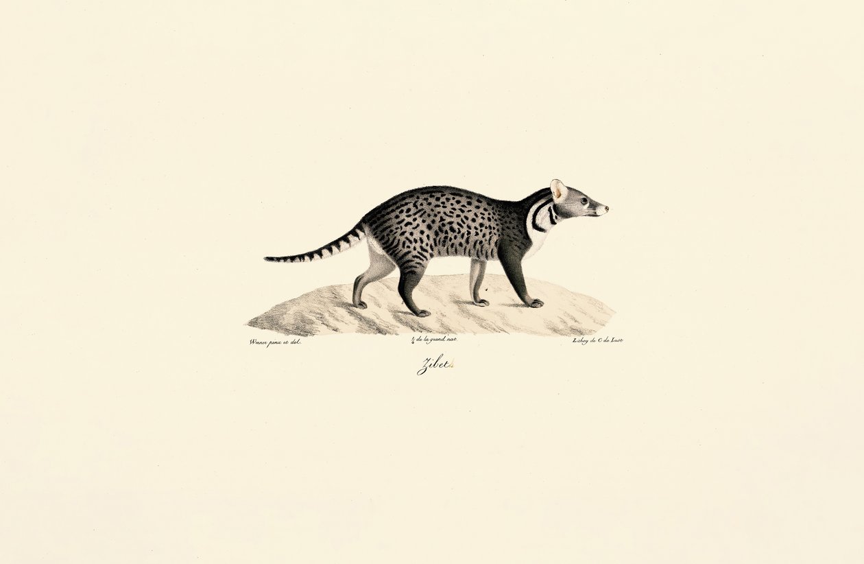 Civet africký od Jacques Christophe Werner