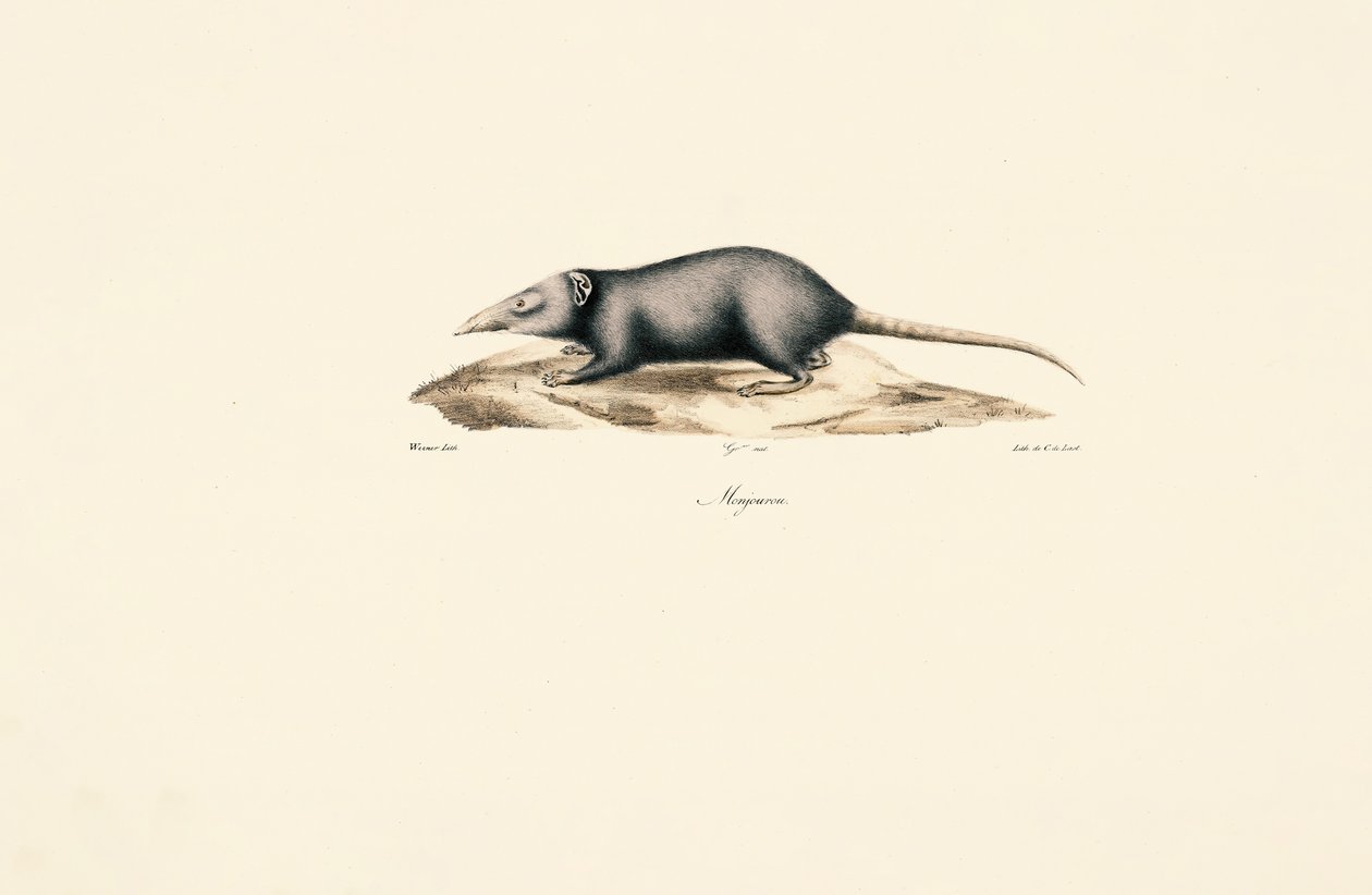 Asijský šerif domácí od Jacques Christophe Werner