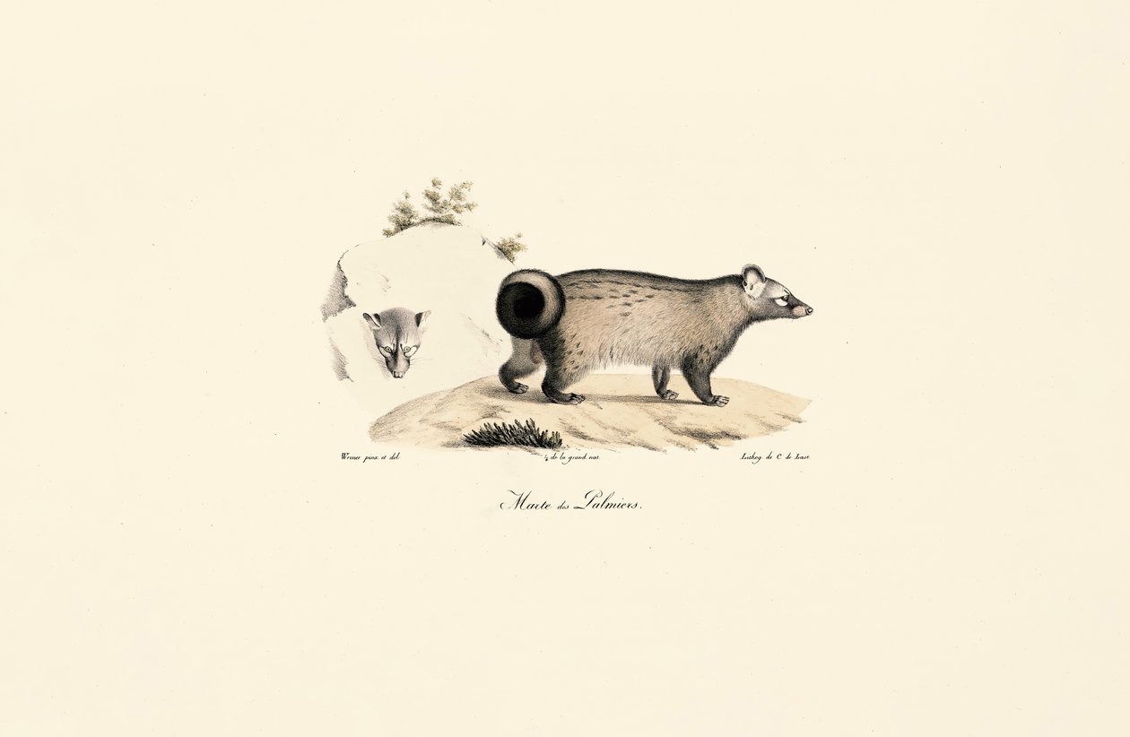 Civet asijský palmový od Jacques Christophe Werner