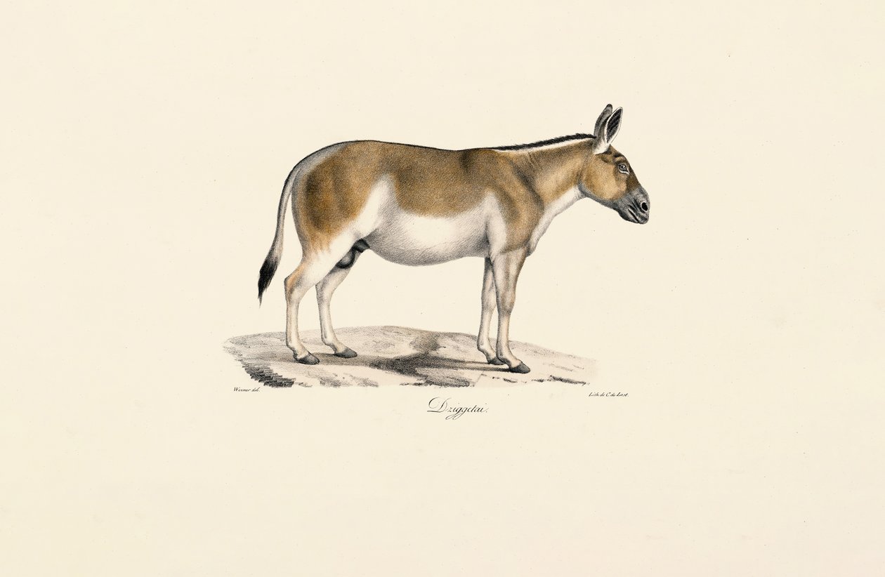 Asijská divoká prdel od Jacques Christophe Werner