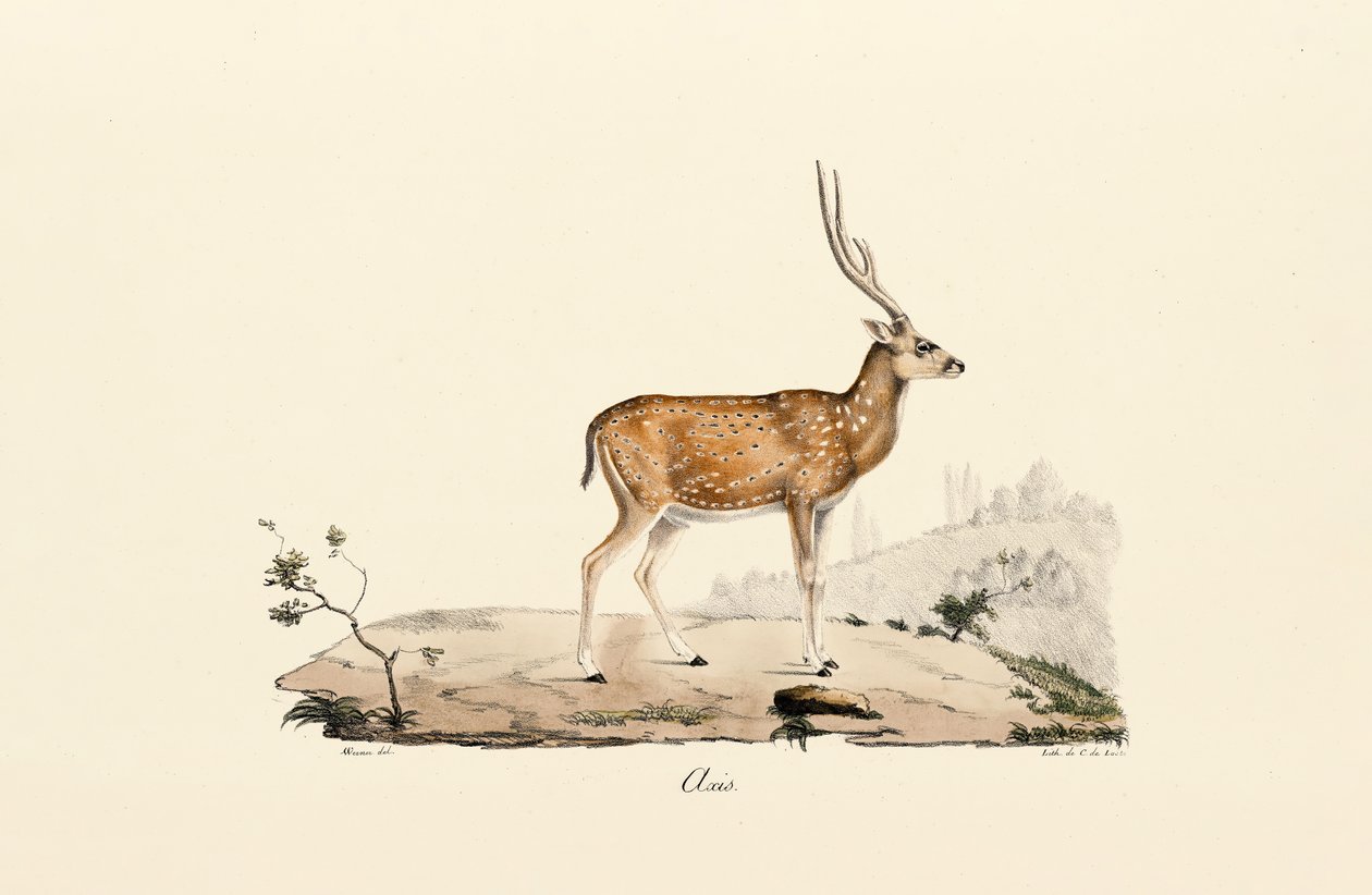  od Jacques Christophe Werner