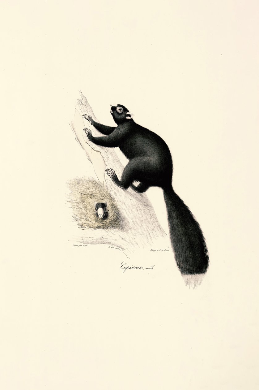 Opice kapucínská černá (samec) od Jacques Christophe Werner