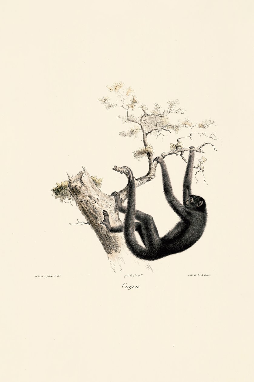  od Jacques Christophe Werner