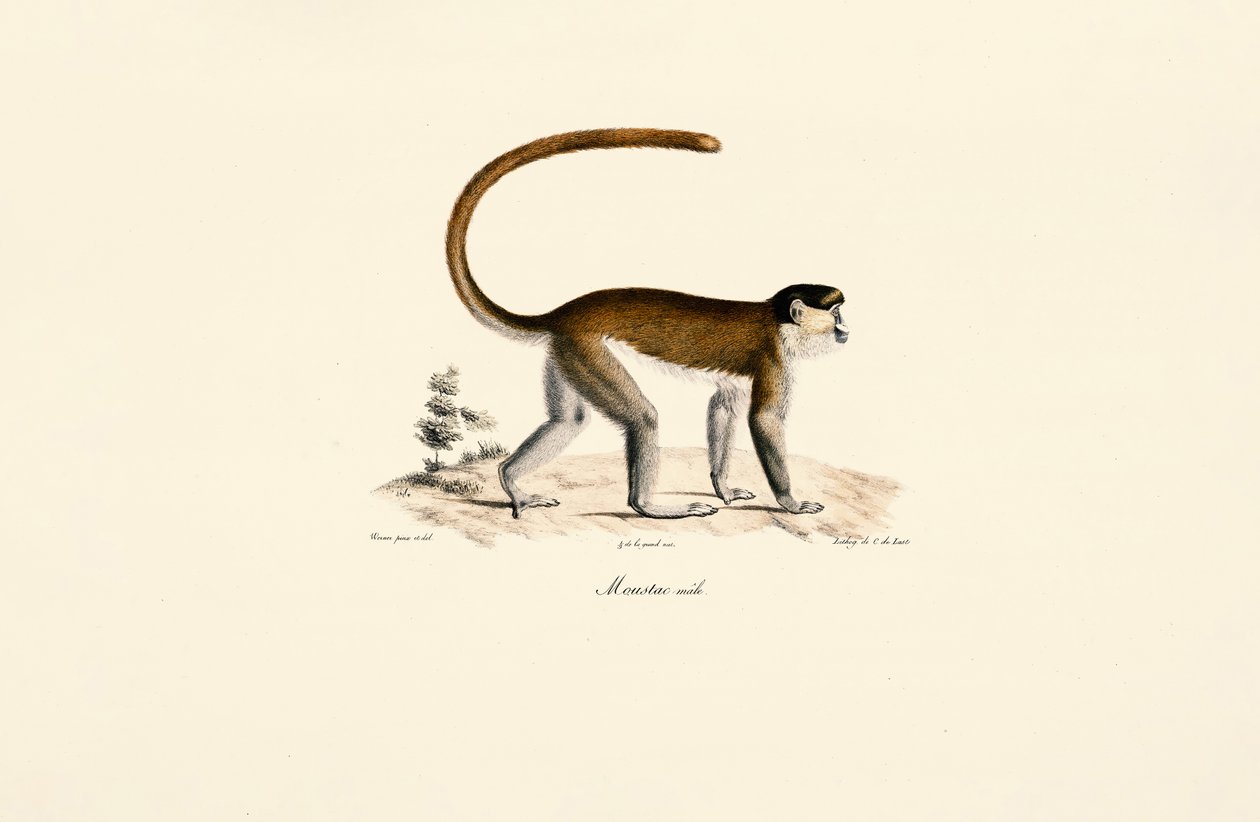 Opice modrá (Cercopithecus mitis) od Jacques Christophe Werner