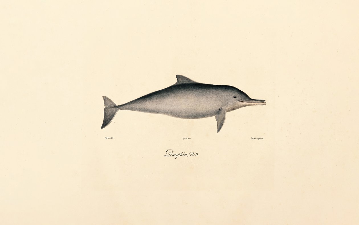 Delfín skákavý (Tursiops truncatus) od Jacques Christophe Werner