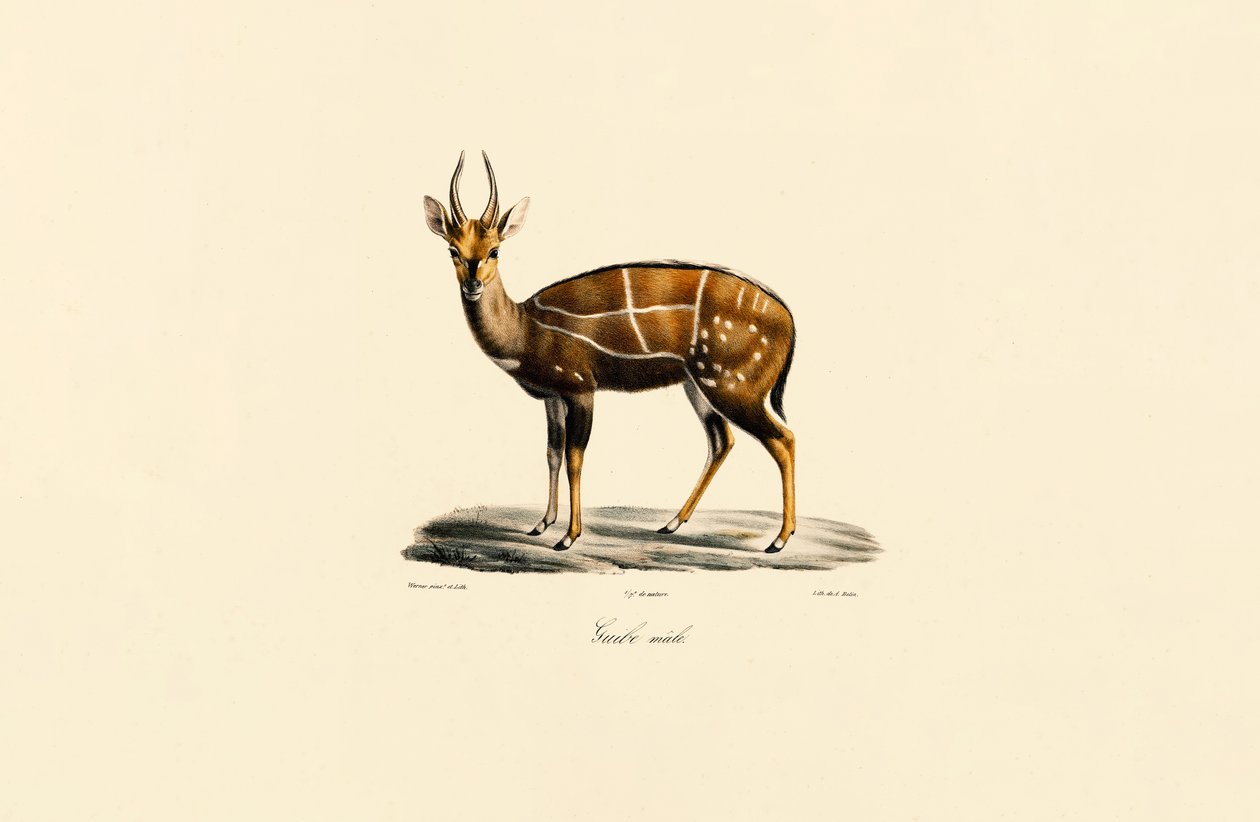 Křovák obecný (samec) od Jacques Christophe Werner