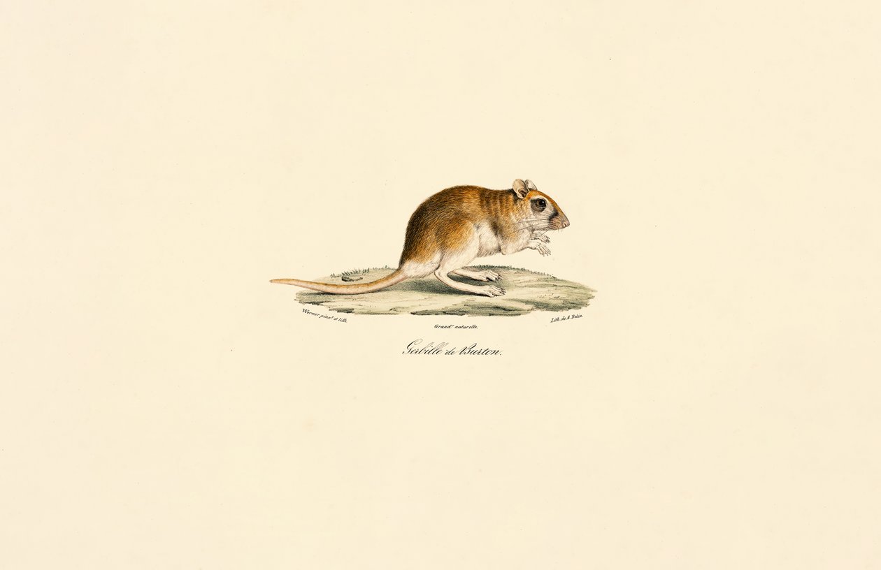  od Jacques Christophe Werner