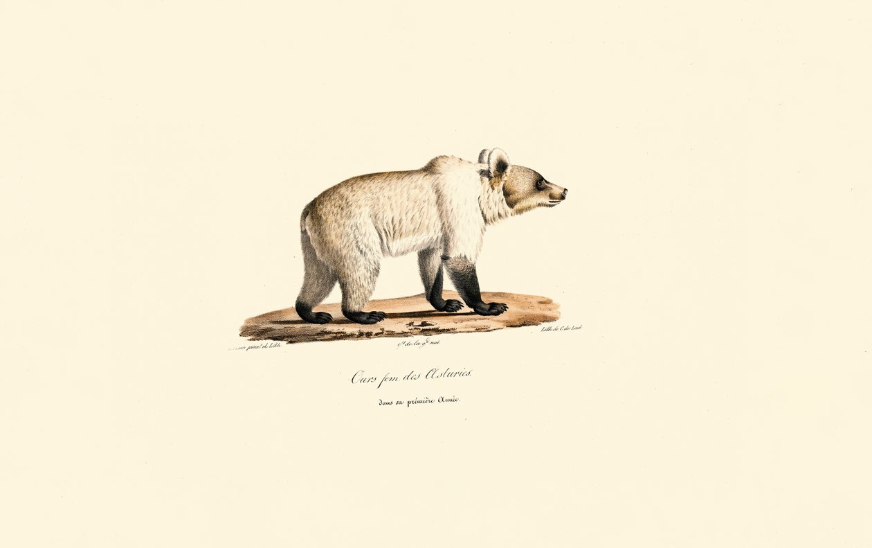 Kantaberský medvěd hnědý (Ursus arctos pyrenaicus) od Jacques Christophe Werner