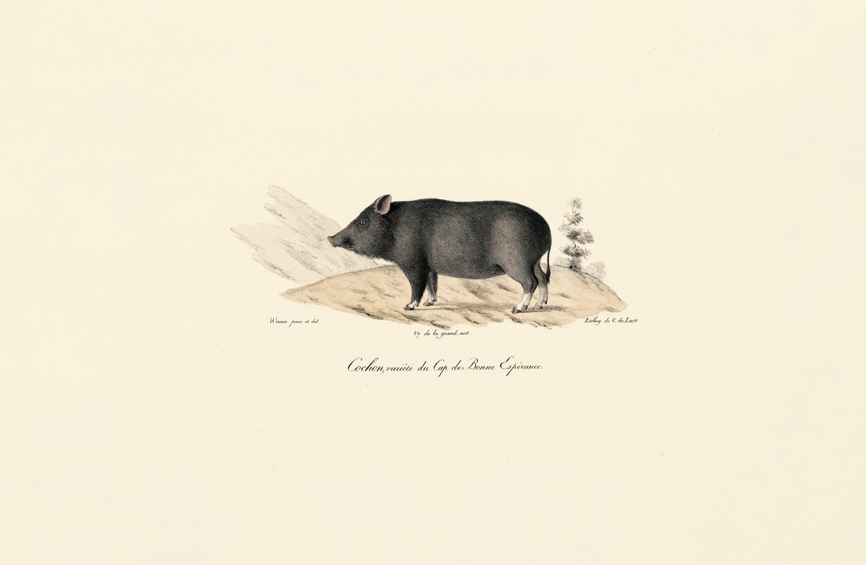  od Jacques Christophe Werner