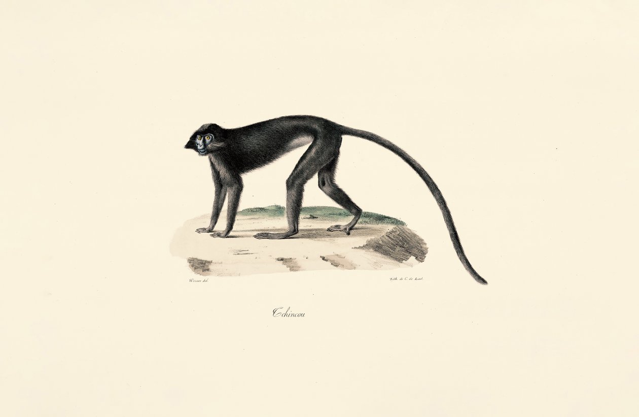 Opice Colobus (Colobus guereza) od Jacques Christophe Werner