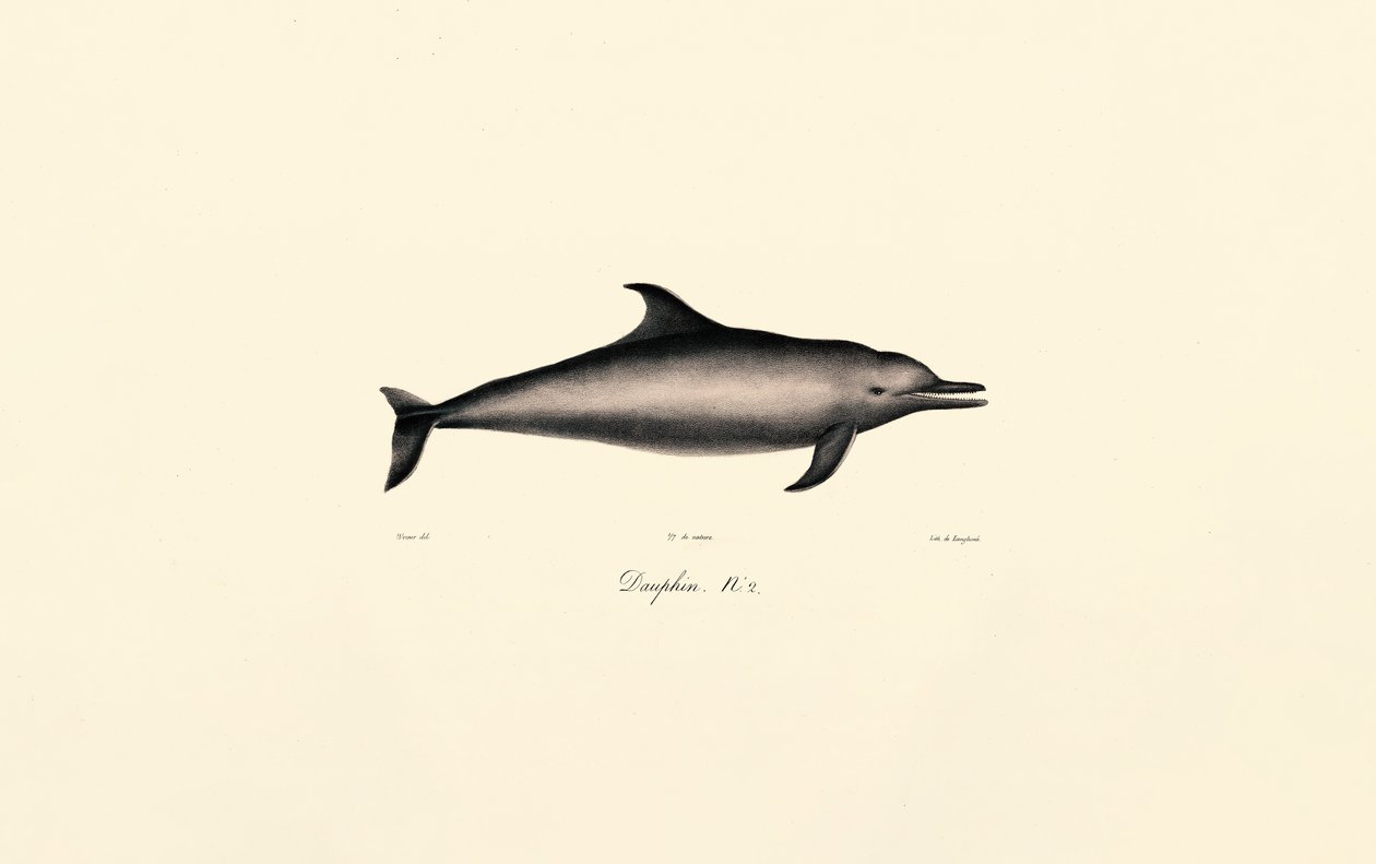 Delfín obecný (Delphinus delphis) od Jacques Christophe Werner