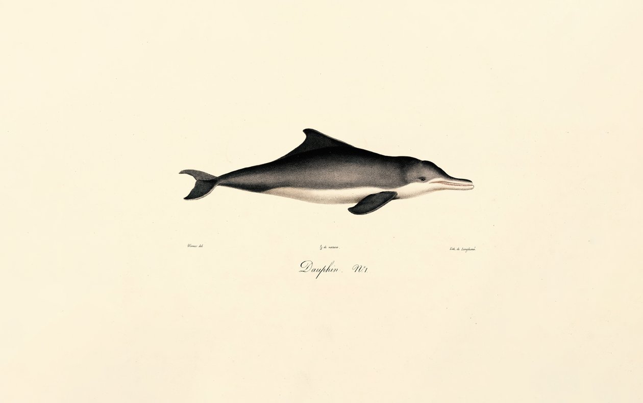 Delfín obecný (Delphinus delphis) od Jacques Christophe Werner