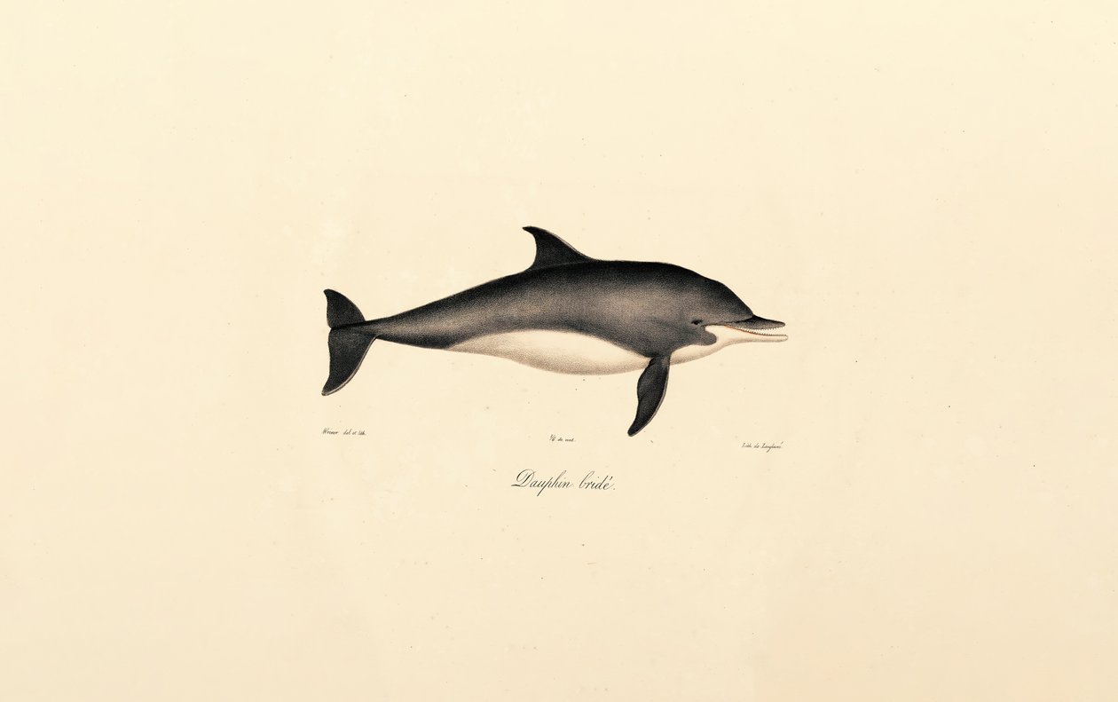 Delfín obecný (Delphinus delphis) od Jacques Christophe Werner