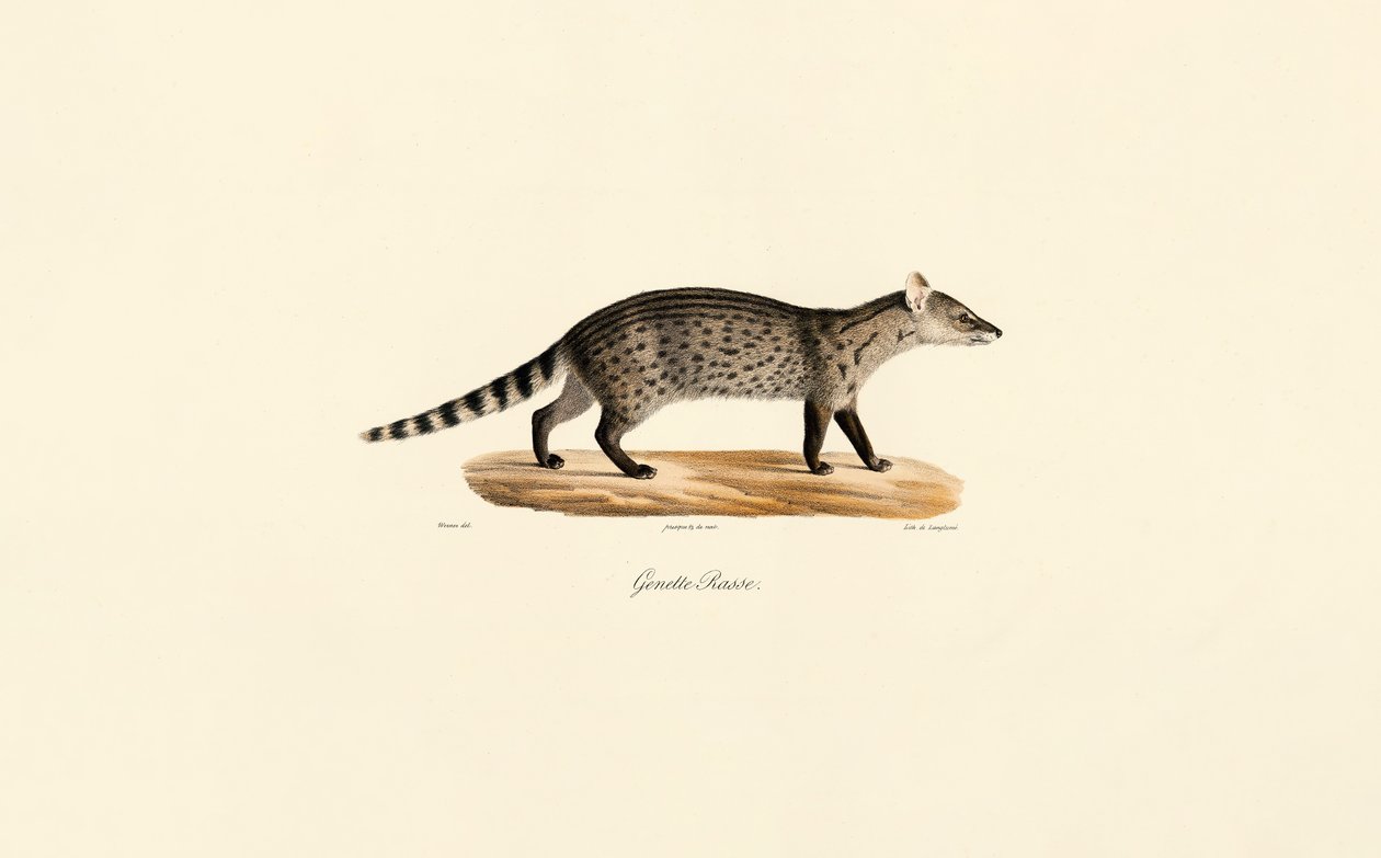 Společný genet od Jacques Christophe Werner