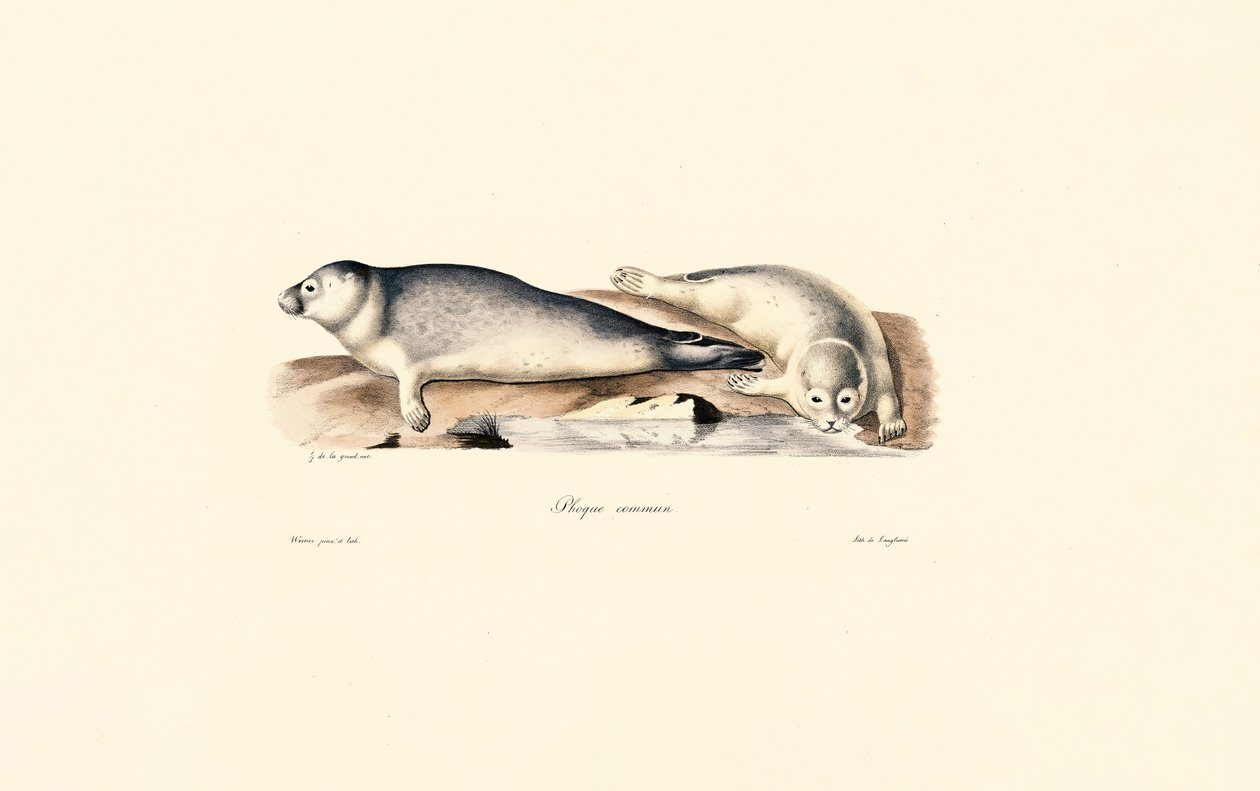 Společná pečeť od Jacques Christophe Werner