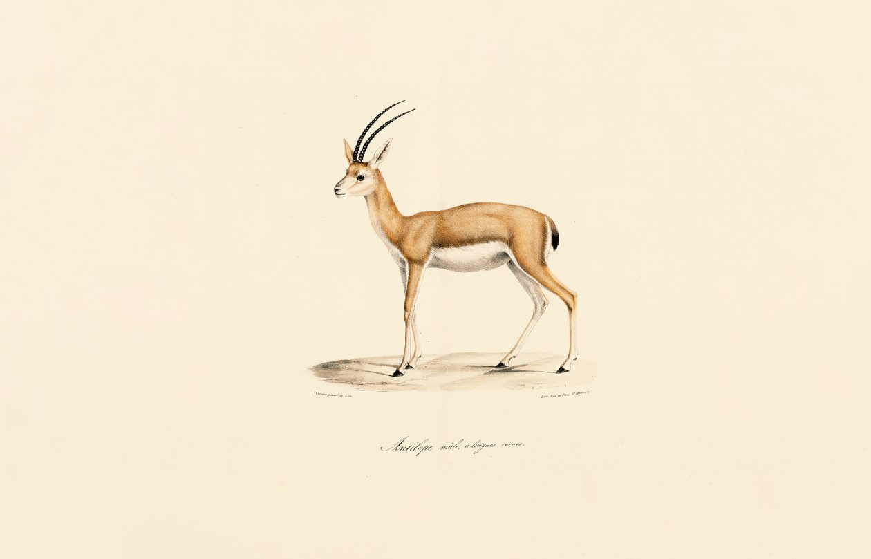  od Jacques Christophe Werner