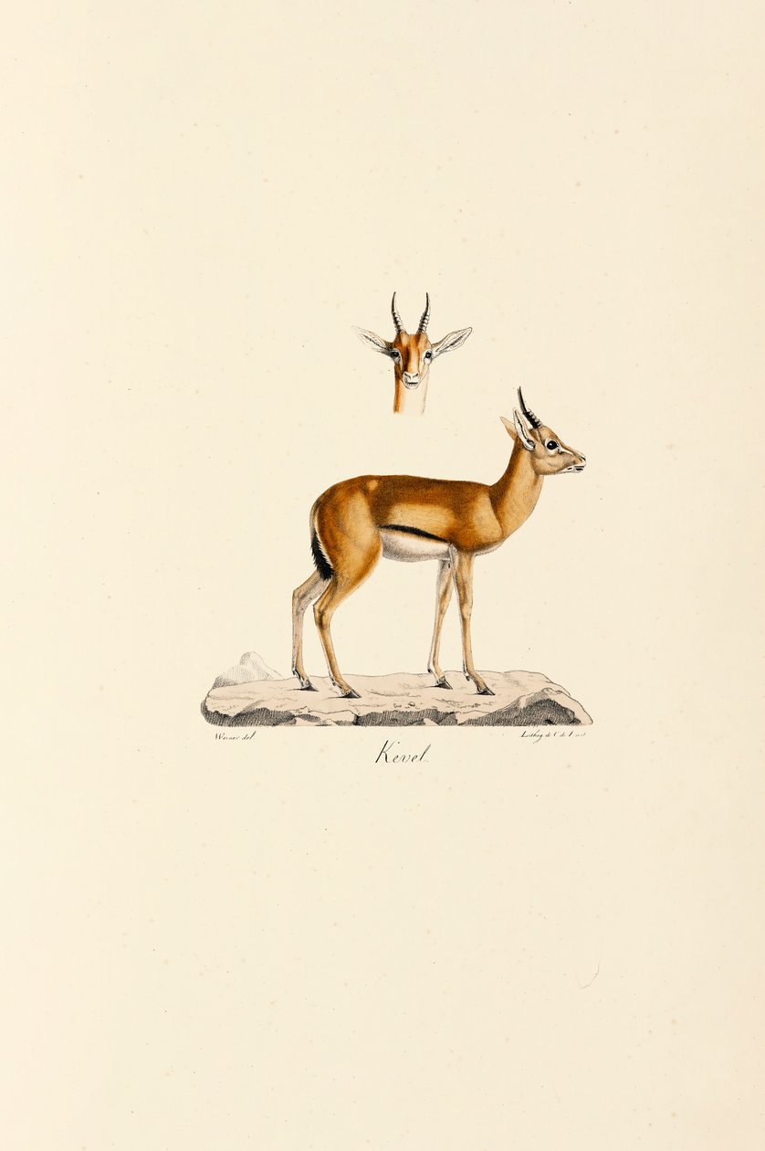 Dorcas Gazelle od Jacques Christophe Werner