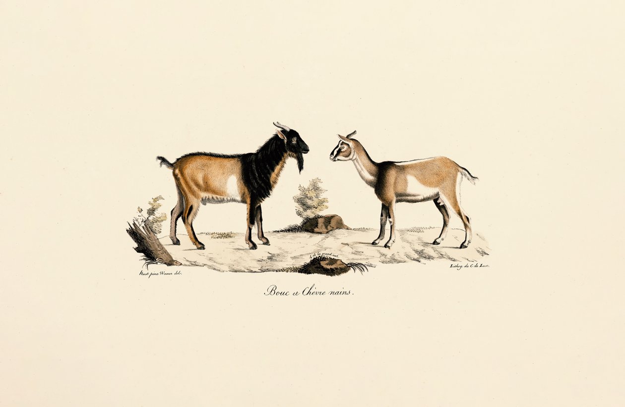 Zakrslý kozel a zakrslá koza od Jacques Christophe Werner