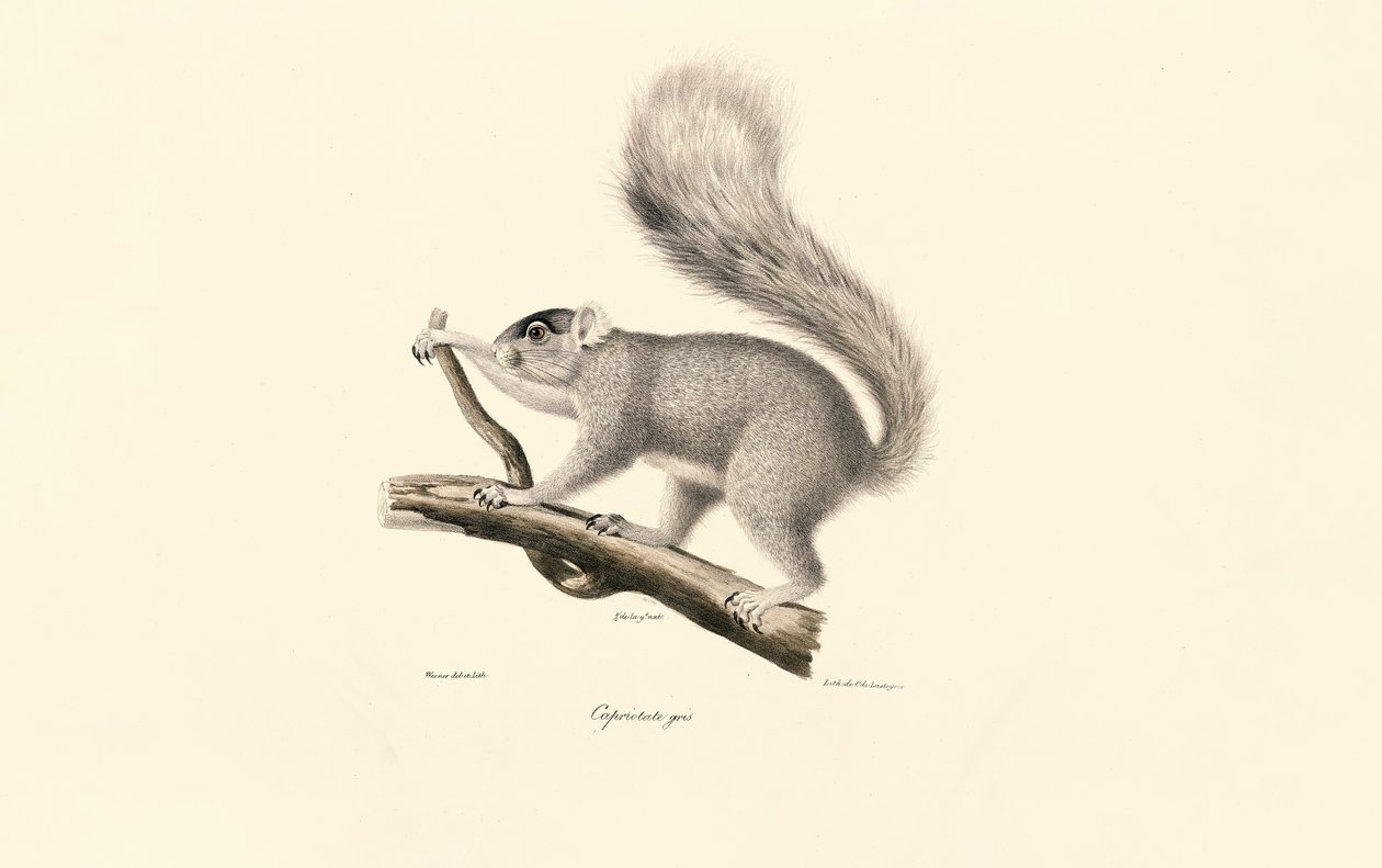 Veverka šedá východní od Jacques Christophe Werner