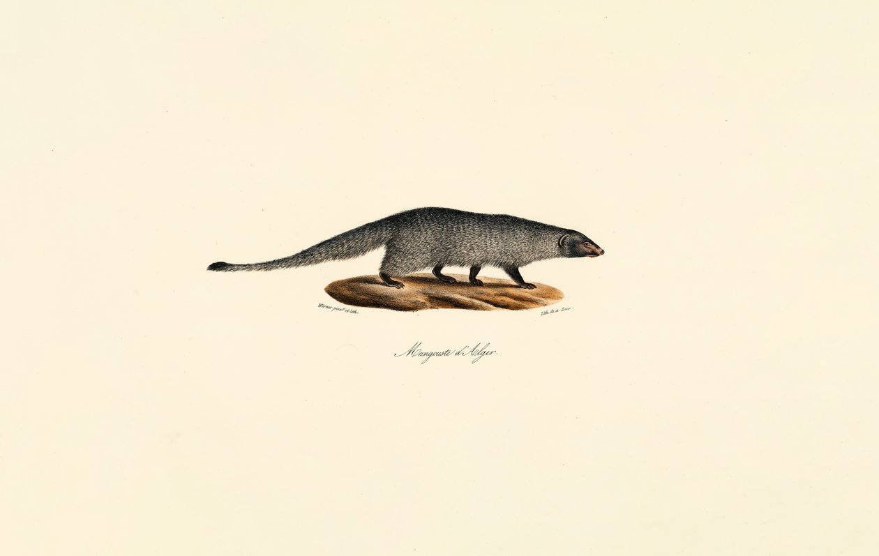  od Jacques Christophe Werner