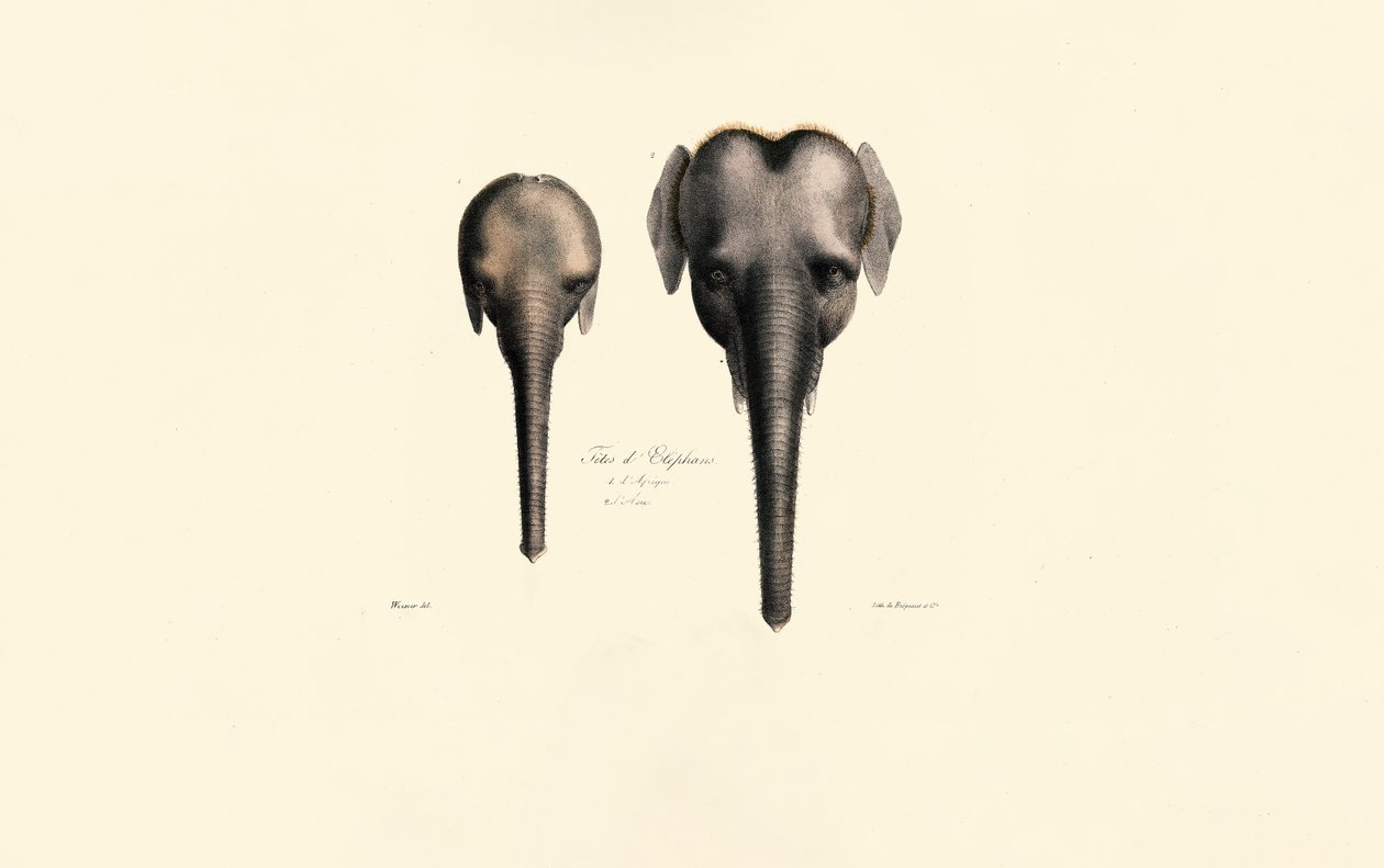Srovnání sloních hlav od Jacques Christophe Werner