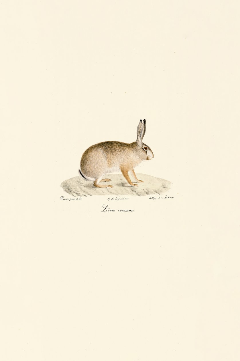 Zajíc evropský od Jacques Christophe Werner