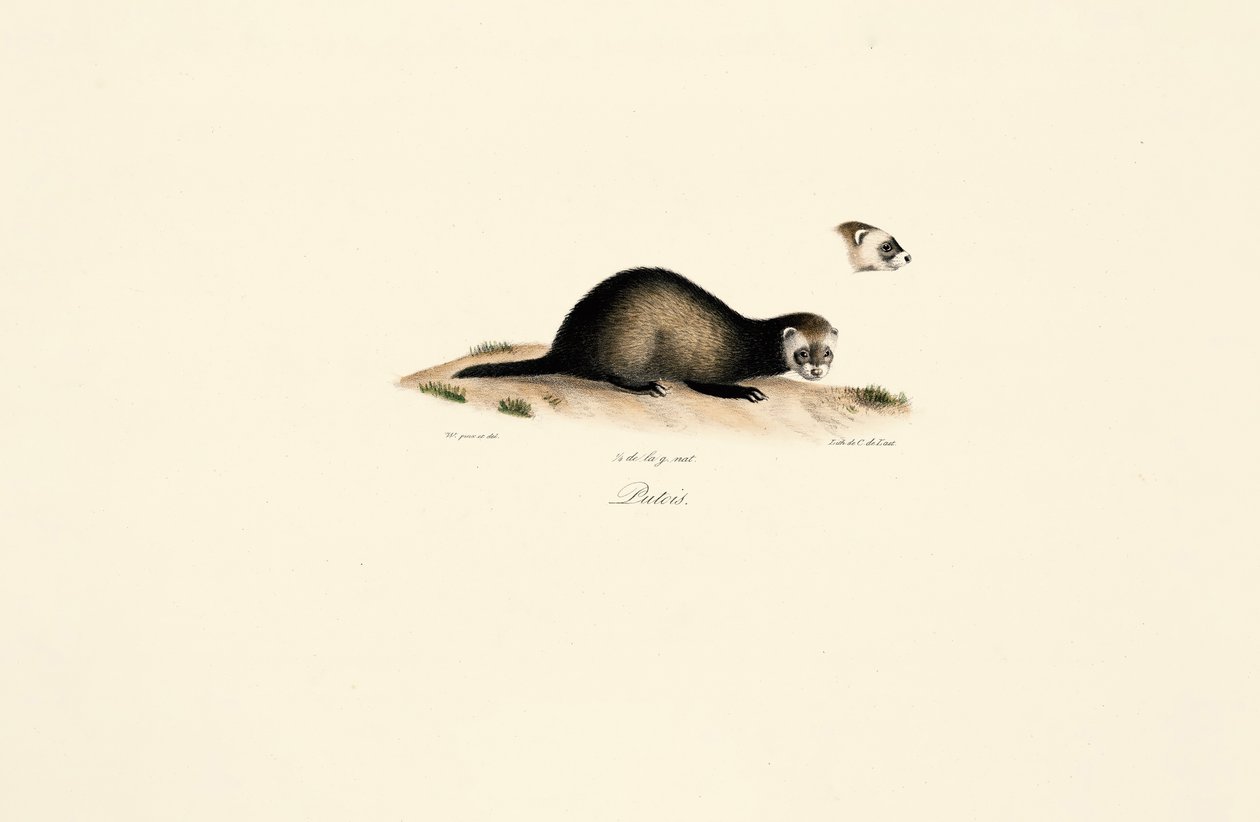  od Jacques Christophe Werner