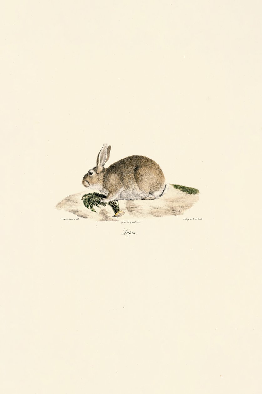 Králík evropský (Lapin) od Jacques Christophe Werner
