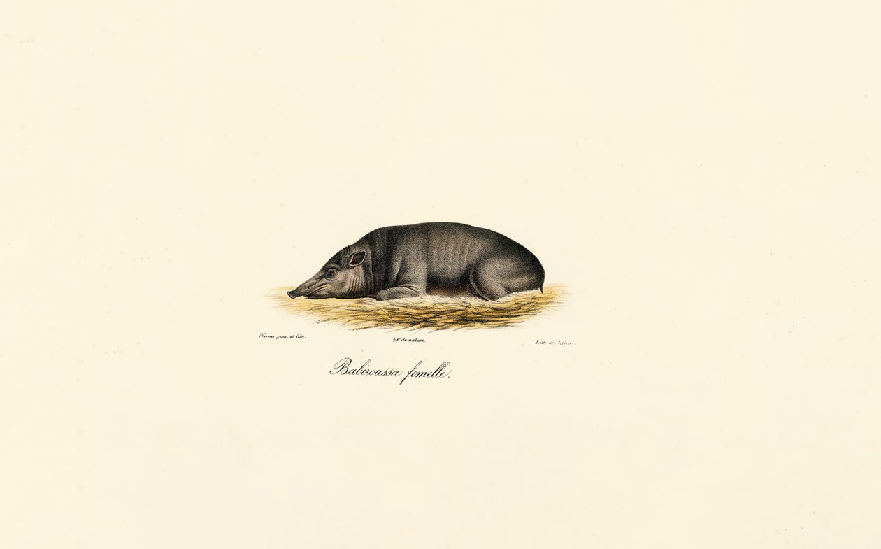 Fena Babirusa od Jacques Christophe Werner