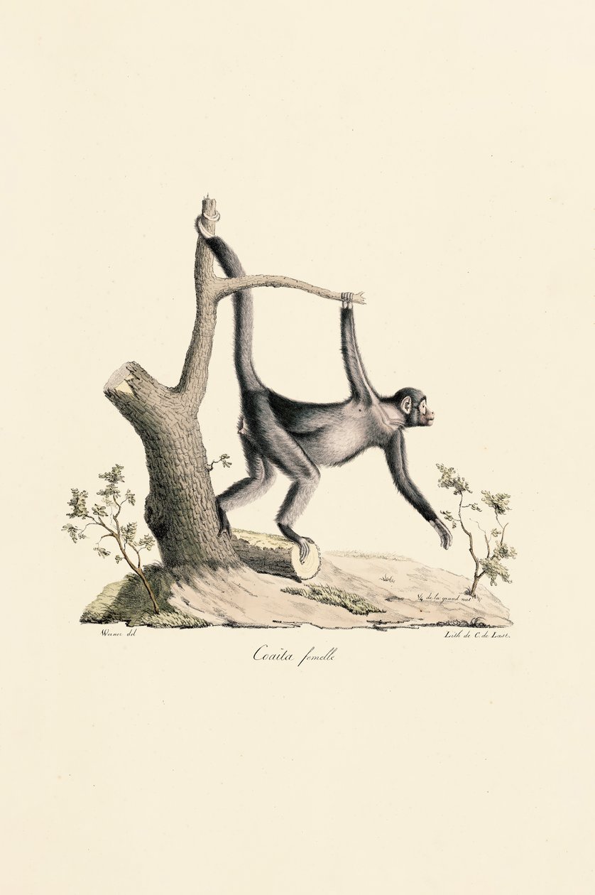 Samice opice černého pavouka od Jacques Christophe Werner