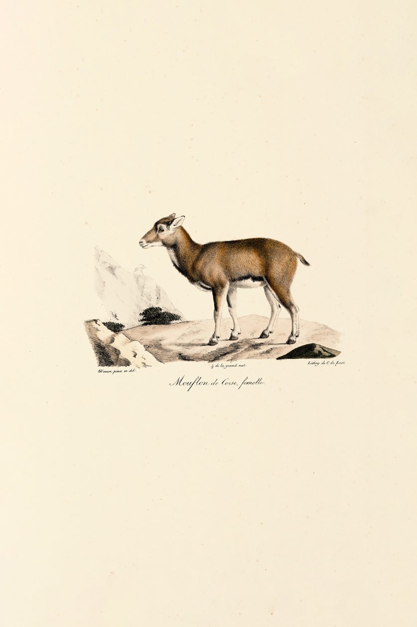 Samice korsického muflona od Jacques Christophe Werner