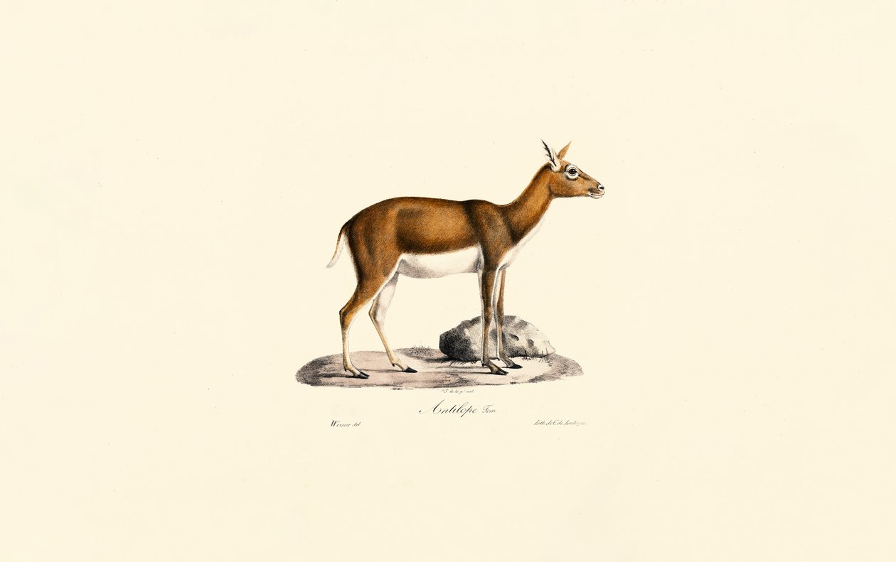 Samice gazely goiterské od Jacques Christophe Werner