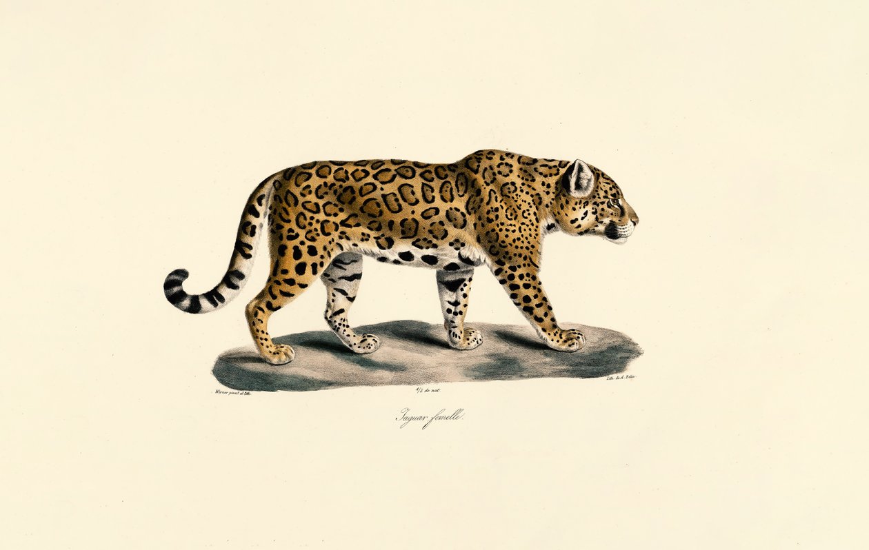 Samice jaguára od Jacques Christophe Werner