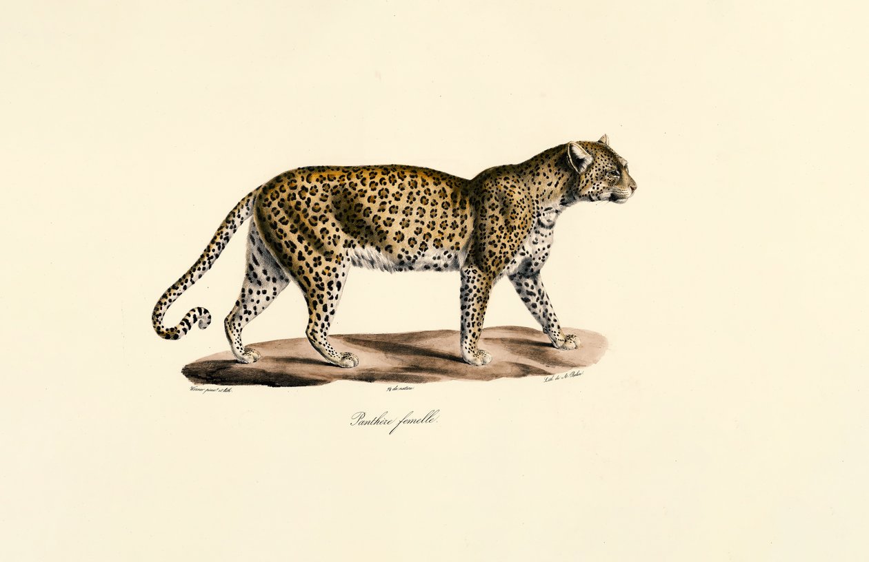 Samice leoparda od Jacques Christophe Werner