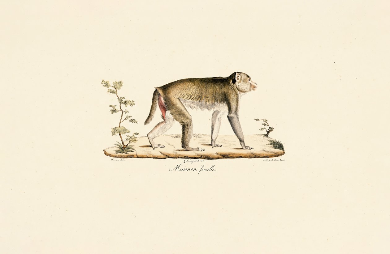 Samice noční opice od Jacques Christophe Werner