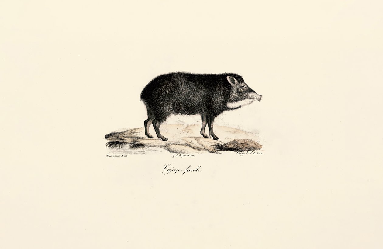  od Jacques Christophe Werner
