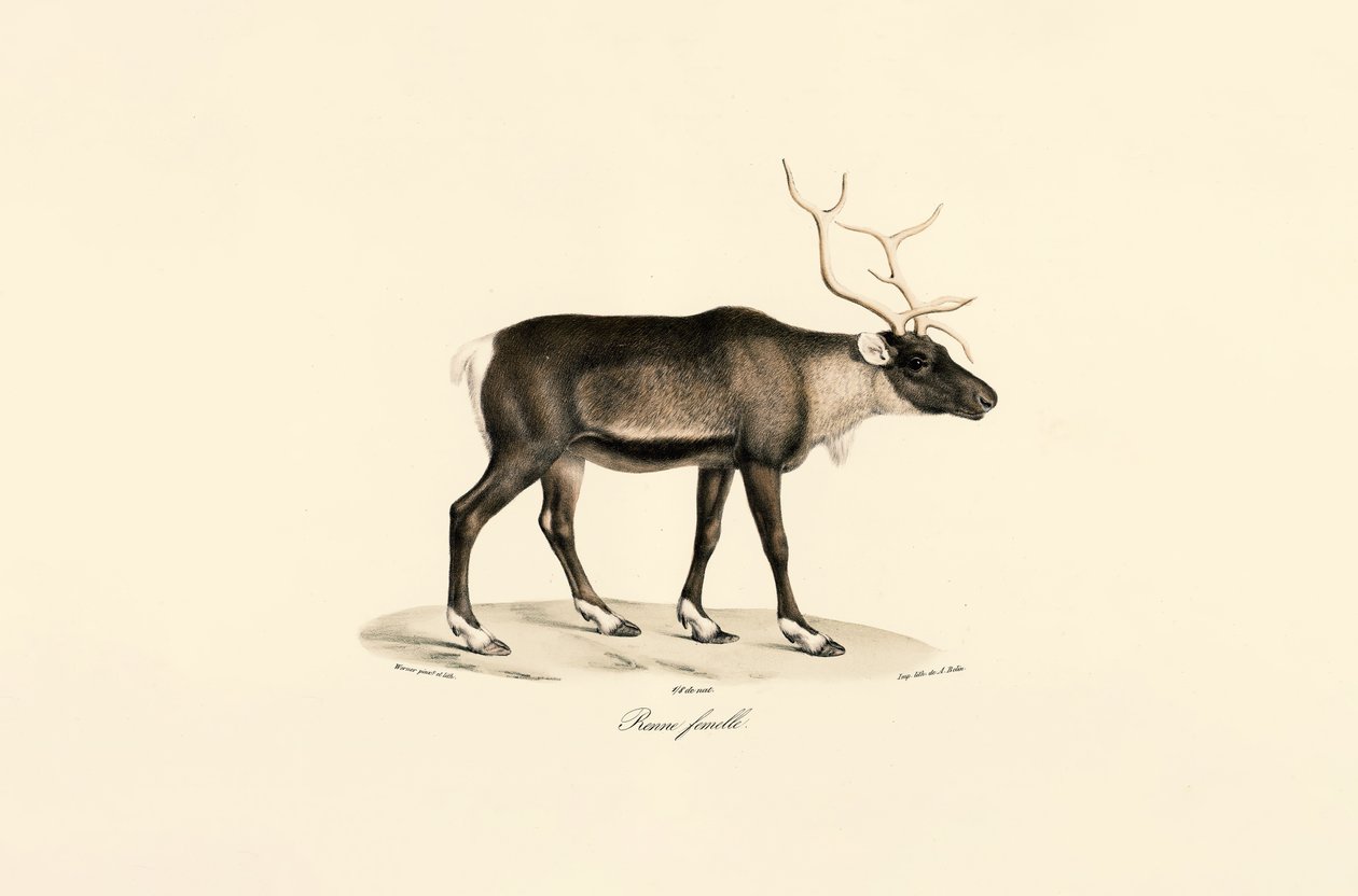  od Jacques Christophe Werner