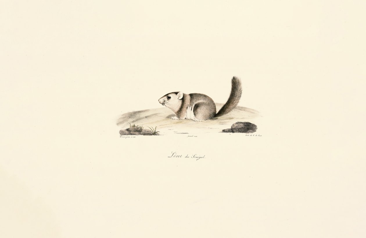  od Jacques Christophe Werner