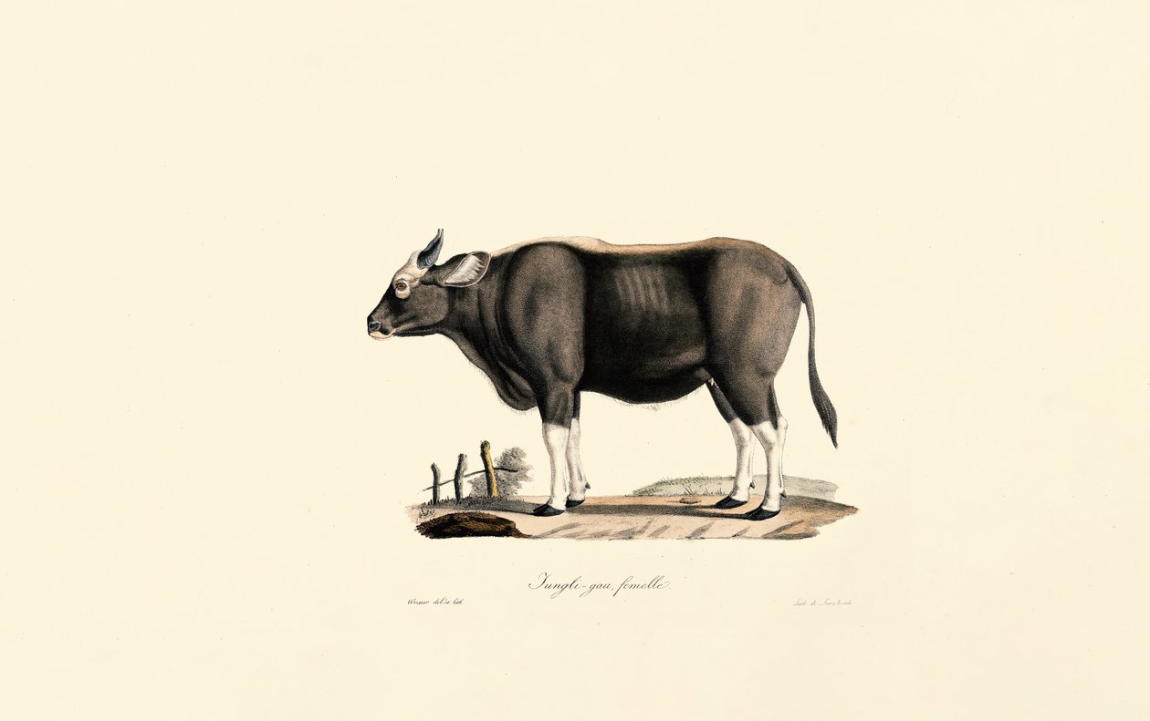  od Jacques Christophe Werner