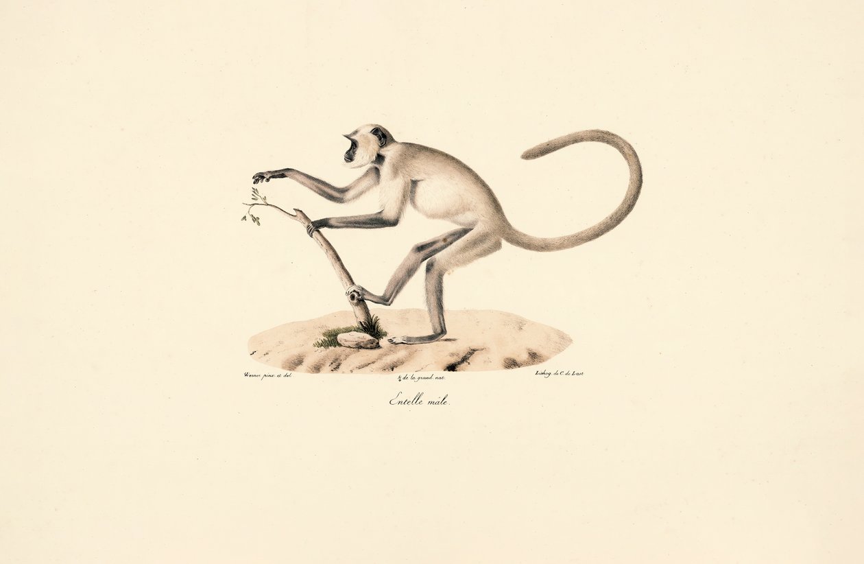 Hanuman Langur šedý od Jacques Christophe Werner
