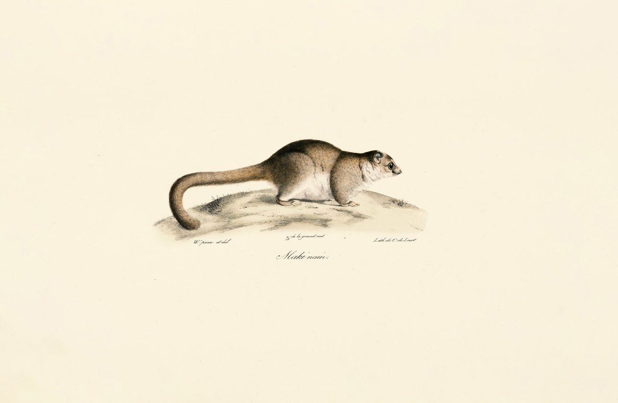 Lemur šedý myší od Jacques Christophe Werner