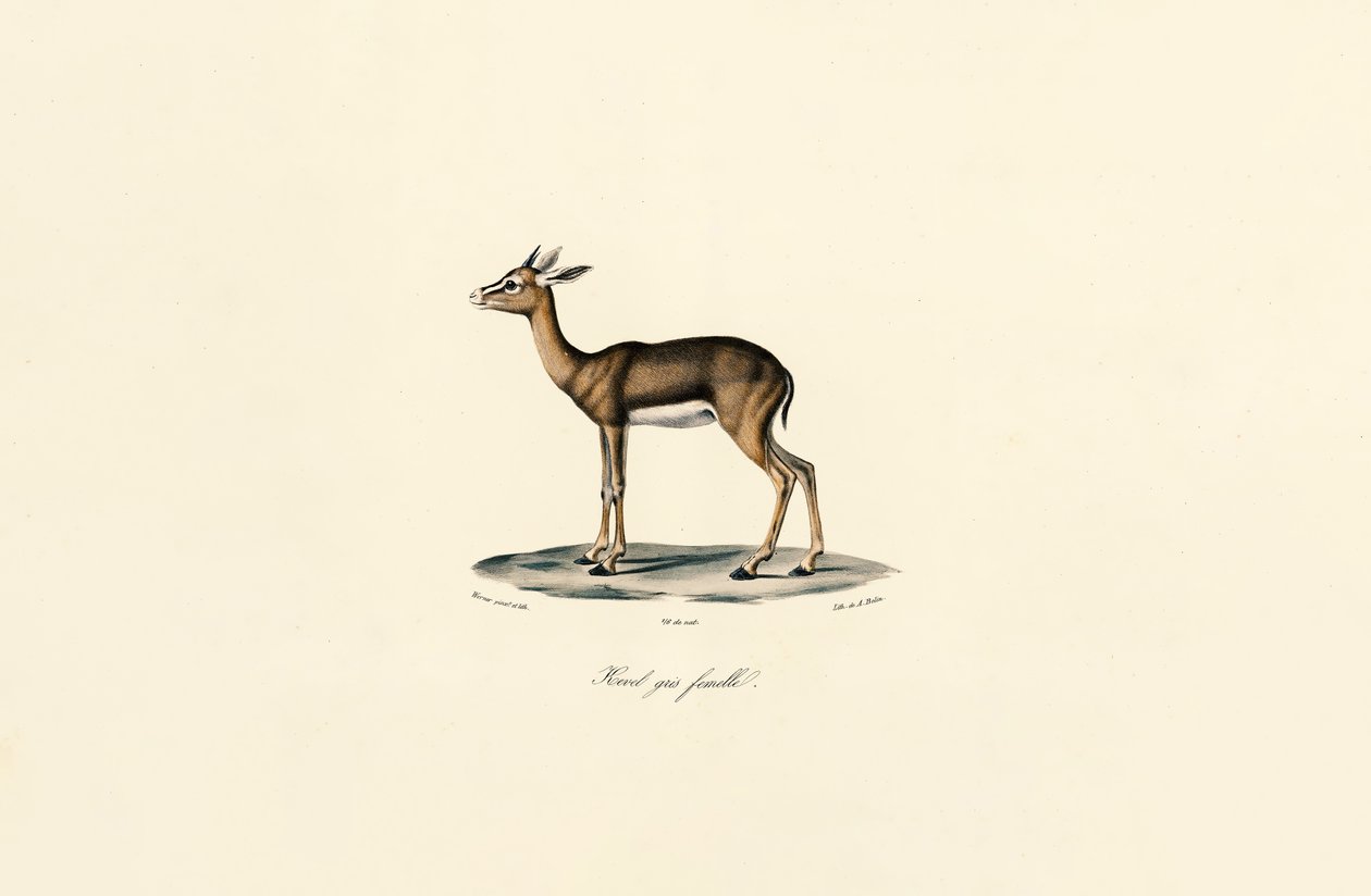 Rákosník šedý (samice) od Jacques Christophe Werner